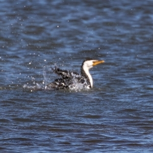 Microcarbo melanoleucos (Little Pied Cormorant) at Eden, NSW by AlisonMilton