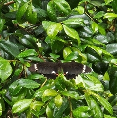 Papilio aegeus (Orchard Swallowtail, Large Citrus Butterfly) at Weyba Downs, QLD - 11 Jan 2025 by AaronClausen