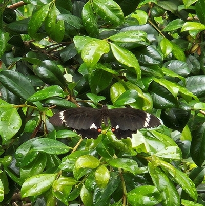 Unidentified Butterfly (Lepidoptera, Rhopalocera) at Weyba Downs, QLD - 10 Jan 2025 by AaronClausen