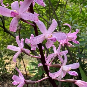 Dipodium roseum at Emerald, VIC - suppressed