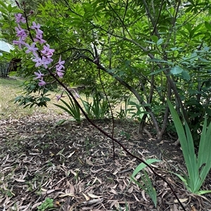 Dipodium roseum at Emerald, VIC - suppressed