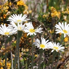 Oreixenica orichora (Spotted Alpine Xenica) at Cotter River, ACT - 15 Dec 2024 by RAllen