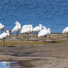 Platalea regia (Royal Spoonbill) at Eden, NSW - 8 Nov 2018 by AlisonMilton