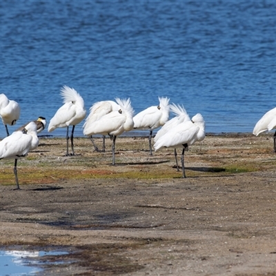 Platalea regia (Royal Spoonbill) at Eden, NSW - 8 Nov 2018 by AlisonMilton