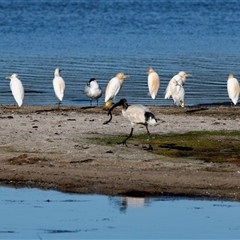 Bubulcus coromandus (Eastern Cattle Egret) at Eden, NSW - 8 Nov 2018 by AlisonMilton