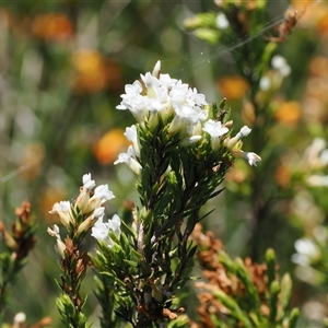 Epacris paludosa (Alpine Heath) at Cotter River, ACT by RAllen