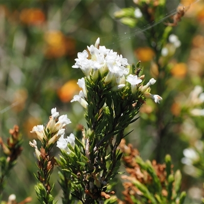 Epacris paludosa (Alpine Heath) at Cotter River, ACT - 15 Dec 2024 by RAllen