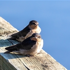 Hirundo neoxena (Welcome Swallow) at Eden, NSW - 8 Nov 2018 by AlisonMilton