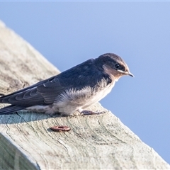 Hirundo neoxena at Eden, NSW - 9 Nov 2018 06:23 AM