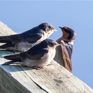 Hirundo neoxena at Eden, NSW - 9 Nov 2018 06:23 AM