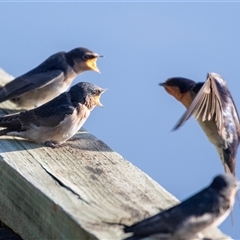 Hirundo neoxena at Eden, NSW - 9 Nov 2018 06:23 AM
