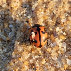 Coccinella transversalis (Transverse Ladybird) at Eden, NSW - 8 Nov 2018 by AlisonMilton