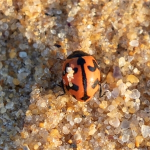 Coccinella transversalis (Transverse Ladybird) at Eden, NSW by AlisonMilton