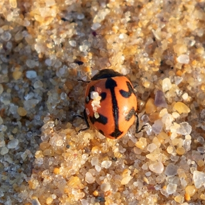 Coccinella transversalis (Transverse Ladybird) at Eden, NSW - 9 Nov 2018 by AlisonMilton