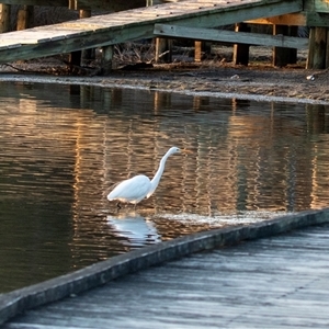 Ardea alba at Eden, NSW - 9 Nov 2018 05:09 AM