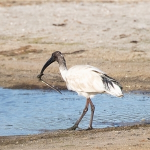 Scolecenchelys breviceps at Eden, NSW by AlisonMilton