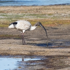 Threskiornis molucca (Australian White Ibis) at Eden, NSW - 8 Nov 2018 by AlisonMilton