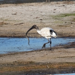 Threskiornis molucca at Eden, NSW - 8 Nov 2018