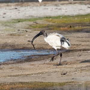 Threskiornis molucca at Eden, NSW - 8 Nov 2018