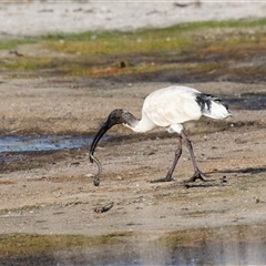 Threskiornis molucca at Eden, NSW - 8 Nov 2018