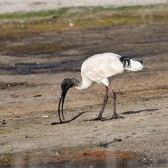 Threskiornis molucca at Eden, NSW - 8 Nov 2018