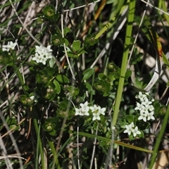 Asperula gunnii (Mountain Woodruff) at Cotter River, ACT - 15 Dec 2024 by RAllen