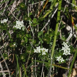 Asperula gunnii at Cotter River, ACT - 15 Dec 2024 02:21 PM