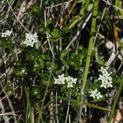 Asperula gunnii at Cotter River, ACT - 15 Dec 2024 by RAllen