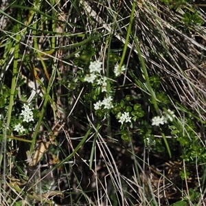 Asperula gunnii at Cotter River, ACT - 15 Dec 2024 02:21 PM