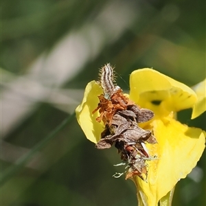 Heliocosma (genus - immature) (A tortrix or leafroller moth) at Cotter River, ACT by RAllen