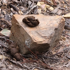 Vombatus ursinus (Bare-nosed Wombat) at Manton, NSW - 10 Jan 2025 by ConBoekel