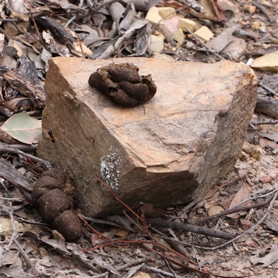 Vombatus ursinus at Manton, NSW - 9 Jan 2025 by ConBoekel