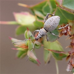 Merimnetes oblongus (Radiata pine shoot weevil) at Manton, NSW - 10 Jan 2025 by ConBoekel