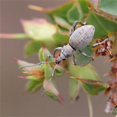 Merimnetes oblongus (Radiata pine shoot weevil) at Manton, NSW - 9 Jan 2025 by ConBoekel