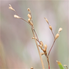 Juncus sp. (A Rush) at Manton, NSW - 10 Jan 2025 by ConBoekel