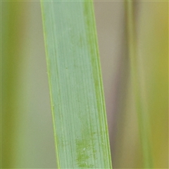 Juncus sp. at Manton, NSW - 10 Jan 2025 07:47 AM