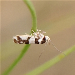 Macrobathra (genus) (A Cosmet moth (Cosmopteriginae) at Manton, NSW - 10 Jan 2025 by ConBoekel