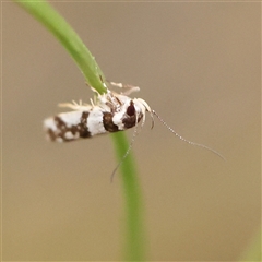 Macrobathra (genus) at Manton, NSW - 10 Jan 2025