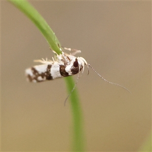 Macrobathra (genus) at Manton, NSW - 10 Jan 2025