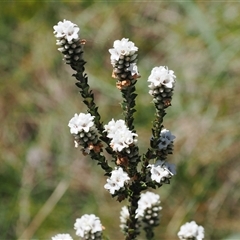 Epacris breviflora at Cotter River, ACT - 15 Dec 2024 by RAllen