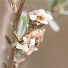 Leptospermum (genus) (Tea Tree) at Manton, NSW - 10 Jan 2025 by ConBoekel