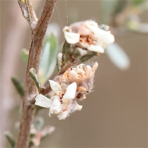 Leptospermum sp. (Tea Tree) at Manton, NSW by ConBoekel