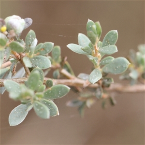 Leptospermum sp. at Manton, NSW - 10 Jan 2025 07:53 AM