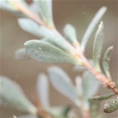 Leptospermum sp. at Manton, NSW - 10 Jan 2025 07:53 AM