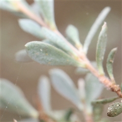 Leptospermum (genus) at Manton, NSW - 10 Jan 2025 07:53 AM