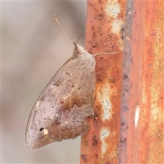 Heteronympha merope (Common Brown Butterfly) at Manton, NSW - 9 Jan 2025 by ConBoekel