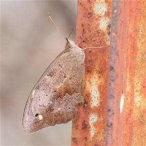 Heteronympha merope (Common Brown Butterfly) at Manton, NSW by ConBoekel