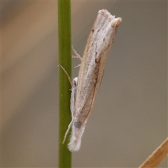 Culladia cuneiferellus (Crambinae moth) at Manton, NSW - 9 Jan 2025 by ConBoekel