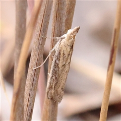 Faveria tritalis (Couchgrass Webworm) at Manton, NSW - 9 Jan 2025 by ConBoekel