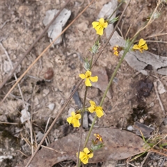 Goodenia bellidifolia subsp. bellidifolia (Daisy Goodenia) at Manton, NSW - 10 Jan 2025 by ConBoekel